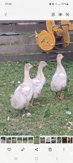 Jonge witte ganzen, Geslacht onbekend, Gans of Zwaan