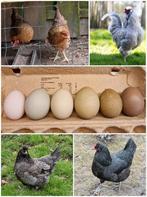 Broedeieren groen en olijfleggers, Dieren en Toebehoren, Pluimvee, Meerdere dieren, Kip