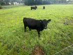 Gezocht Galloway dekstier, Dieren en Toebehoren, Schapen, Geiten en Varkens, Mannelijk, 3 tot 5 jaar
