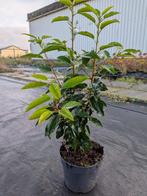 Prunus lusitanica angustifolia-- portugese laurier 40-50 cm, Ophalen, Vaste plant, Overige soorten, Halfschaduw
