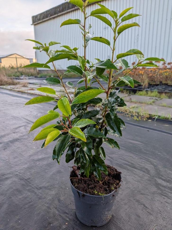 Prunus lusitanica angustifolia-- portugese laurier 40-50 cm, Tuin en Terras, Planten | Tuinplanten, Vaste plant, Overige soorten
