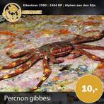 krab, Kreeft, Krab of Garnaal, Zoutwatervis