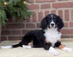 Prachtige BORDER COLLIE x FRIESE STABIJ pup - teefje, Dieren en Toebehoren, Nederland, CDV (hondenziekte), 8 tot 15 weken, Teef