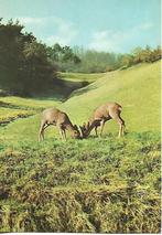 Dieren- -Herten., Verzenden, 1980 tot heden, Gelopen, Overige thema's