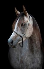 Fotoshoot paard, Ophalen of Verzenden