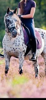 Lemieux fig suede dressuur, Dieren en Toebehoren, Ophalen of Verzenden, Zo goed als nieuw, Dekje