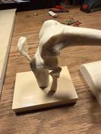 Anatomie beeldjes, Ophalen of Verzenden, Zo goed als nieuw