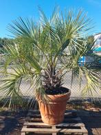 Butia capitata, Ophalen, Volle zon, Palmboom