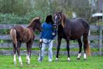 Leuke merrie met veulen, Dieren en Toebehoren, Pony's, Merrie, Niet van toepassing, 3 tot 6 jaar, Recreatiepony