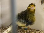 Fiorino kanaties, Dieren en Toebehoren, Vogels | Kanaries, Meerdere dieren, Postuurkanarie