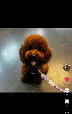 Toy poedel dekreu bobbie fci stamboom, Particulier, Reu, Buitenland, Parvo