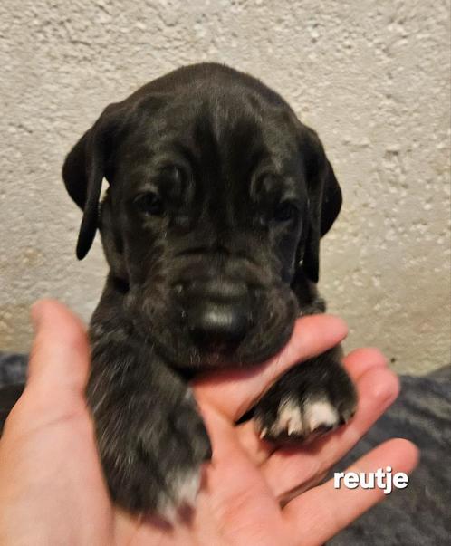 Zwarte duitse dog pups, Dieren en Toebehoren, Honden | Bulldogs, Pinschers en Molossers, Meerdere dieren, Particulier, Meerdere