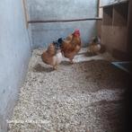 Wyandotte broedeieren, Dieren en Toebehoren, Pluimvee, Geslacht onbekend, Kip