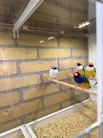 Gouldamadines van 24 en 25 onverwant en overwarmd, Dieren en Toebehoren, Ophalen, Nieuw, Hout, Volière