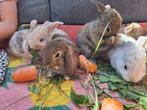 7x Jonge franse hangoorkonijnen 6 weken oud konijnen, Meerdere dieren, 0 tot 2 jaar
