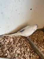 Jonge grasparkieten, Dieren en Toebehoren, Meerdere dieren, Parkiet