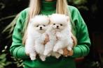 Dwergkees pups met stamboom, Keeshond, Rabiës (hondsdolheid), 8 tot 15 weken, Meerdere