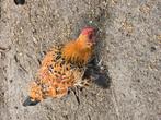 3 haantjes zoeken goed huisje, Dieren en Toebehoren, Pluimvee