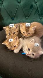 Britse Korthaar Kittens, Dieren en Toebehoren, Katten en Kittens | Dekkaters