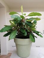 20x Madagascar Jewel zaden, kamerplant, Euphorbia leuconeura, Ophalen of Verzenden, Overige soorten, Halfschaduw, 100 tot 150 cm