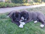 Bullabai (Bully XL x Alabai) pups beschikbaar, Dieren en Toebehoren, Honden | Niet-rashonden, België, Particulier, Rabiës (hondsdolheid)