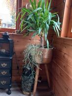 Grote staande gouden pot met planten., Ophalen of Verzenden, Halfschaduw, Minder dan 100 cm