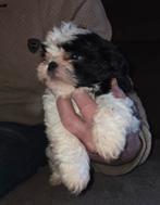 ...PRACHTIGE RASZUIVERE SHIH-TZU PUPS..., Parvo, Overige rassen, 8 tot 15 weken, Meerdere