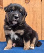 Australian shepherd x Berner sennen pups, Nederland, 8 tot 15 weken, CDV (hondenziekte), Meerdere