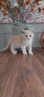 Brits korthaar kitten/Met of zonder Stamboom, Dieren en Toebehoren, Poes