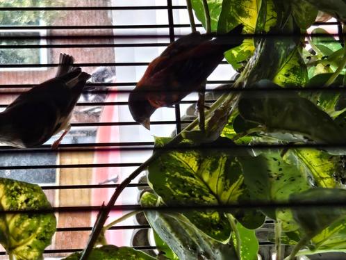 Koppel kapoetsijsen met 2 net zelfstandige jongen, Dieren en Toebehoren, Vogels | Overige Vogels, Tropenvogel, Meerdere dieren