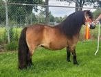 Zeer lieve 1e premie, kampioens NSPS merrie, Merrie, Niet van toepassing, A pony (tot 1.17m), 11 jaar of ouder