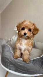 Premium maltipoo f2 reutje mini pup, Dieren en Toebehoren, Honden | Chihuahua's en Gezelschapshonden, Rabiës (hondsdolheid), 8 tot 15 weken