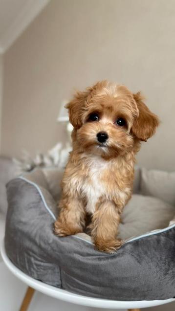 Premium maltipoo f2 reutje mini pup beschikbaar voor biedingen