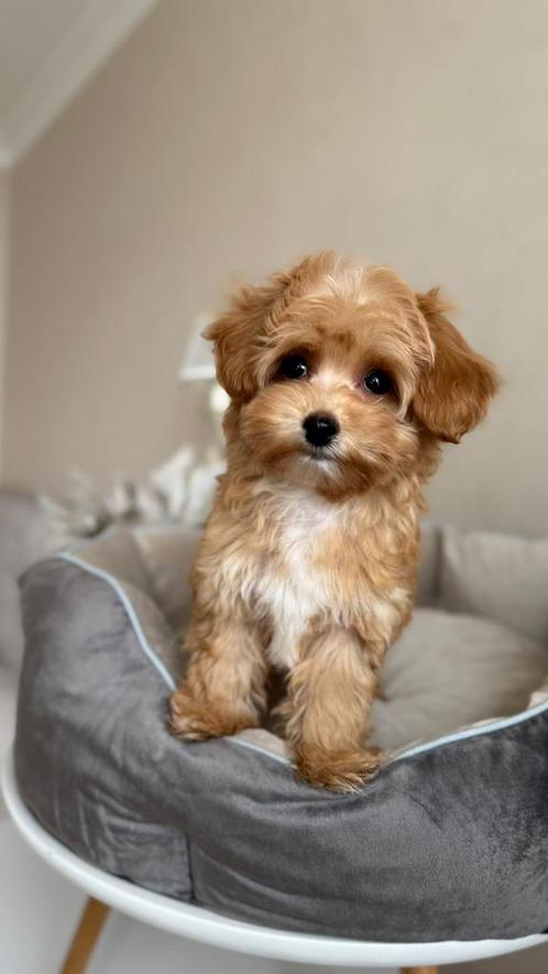 Premium maltipoo f2 reutje mini pup, Dieren en Toebehoren, Honden | Chihuahua's en Gezelschapshonden, Reu, Overige rassen, Fokker | Professioneel