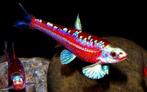 Notropis chrosomus. Regenboog elrits, regenboog winde, danio, Vis, Zoetwatervis, Schoolvis