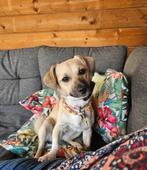 Knappe Mira zoekt een betere plek!, Dieren en Toebehoren, Particulier, Rabiës (hondsdolheid), 1 tot 2 jaar, Buitenland