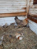 Drentse kriel met 7 kuikens, Dieren en Toebehoren, Pluimvee, Vrouwelijk, Kip