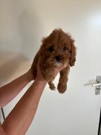 Cavapoo pup, 8 tot 15 weken, Teef, Eén hond, Klein