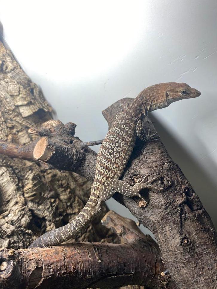 Varanus Tristis
