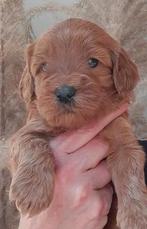 Australian labradoodle reutjes, CDV (hondenziekte), 8 tot 15 weken, Meerdere, Nederland