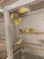 Kanaries, Dieren en Toebehoren, Vogels | Kanaries, Meerdere dieren, Kleurkanarie