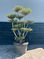 Olea europea olijfboom pon pon, Tuin en Terras, Planten | Bomen, 100 tot 250 cm, Olijfboom, Zomer, Ophalen