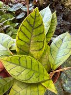 Hoya callistophylla 'Star of Samoa' - Pot 12, Huis en Inrichting, Kamerplanten, Ophalen of Verzenden