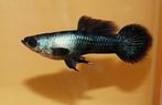 Kweekgroep panda guppen, Dieren en Toebehoren, Vissen | Aquariumvissen, Vis, Zoetwatervis, Schoolvis