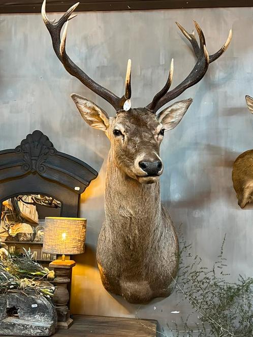 Edelhert hert  opgezette kop gewei taxidermie, Verzamelen, Dierenverzamelingen, Nieuw, Opgezet dier, Hert, Ophalen