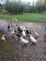 Peking loopeend, Meerdere dieren, Eend