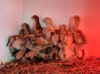Jonge Brahma kuikens groot., Geslacht onbekend, Kip