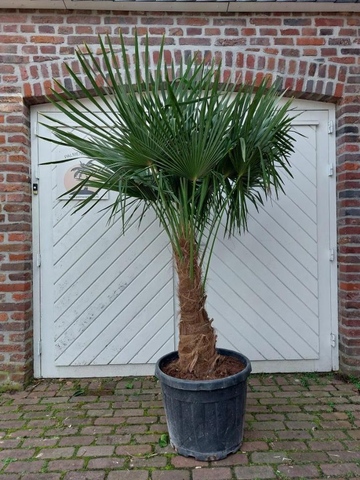 MOOIE DIKKE GOED GEWORTELDE WINTERHARDE TRACHYCARPUS PALMEN., Tuin en Terras, Planten | Bomen, Palmboom, 100 tot 250 cm, Halfschaduw