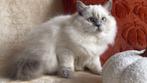 Yuna – Brits Langhaar poes (colourpoint)  met een stamboom, Dieren en Toebehoren, Katten en Kittens | Raskatten | Langhaar, Poes