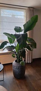 Reizigersboom in pot, Ophalen, Zo goed als nieuw, Overige materialen, Overige typen